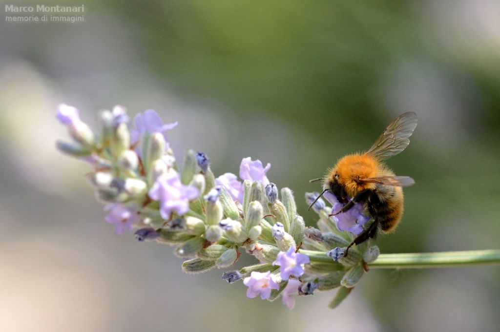Anthophora ?  No, Bombus pascuorum